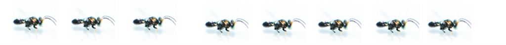 平腹小蜂外型很小，大約 3 至 5 mm長，肉眼觀察酷似螞蟻
