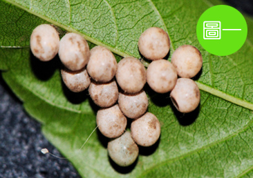 荔枝椿象的卵呈球形，大小接近米粒，通常以 14 顆為單位產在葉背、枝條或紗窗上