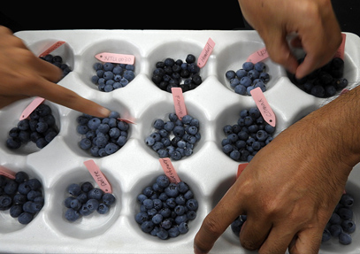 學員試吃不同品種藍莓，各有特色口感都很棒！