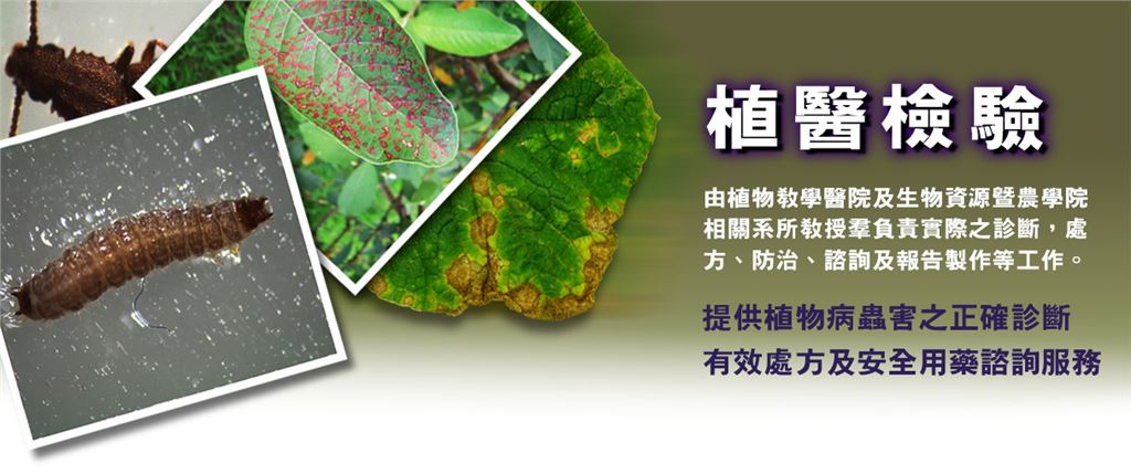 植醫檢驗以蟲及植物蟲害圖片，代表農場有提供植物病蟲害的服務。