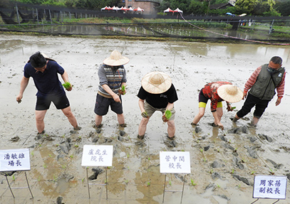 雙腳小心翼翼的踩進泥土，手取秧苗插入土中