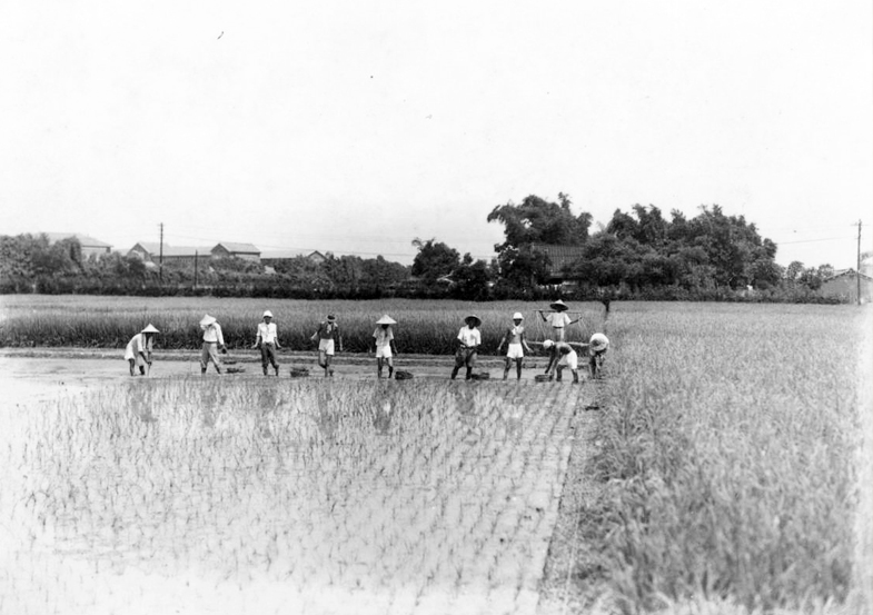 日治時期師生及工作人員在農場插秧景象(背後遠景可見帝大的建築物)