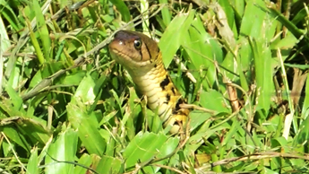草花蛇