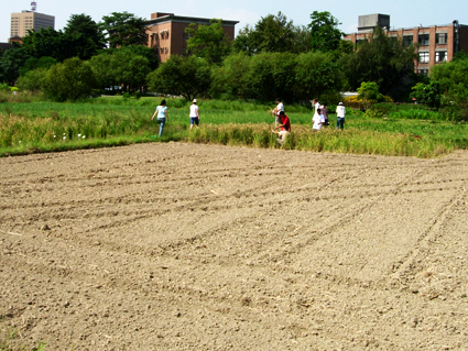 試驗田水稻種植實習
