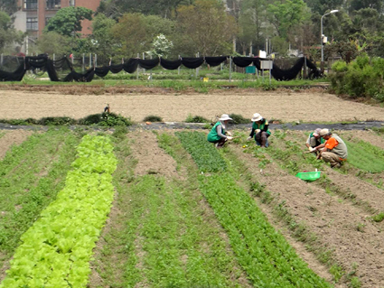 志工於蔬菜田幫忙拔雜草
