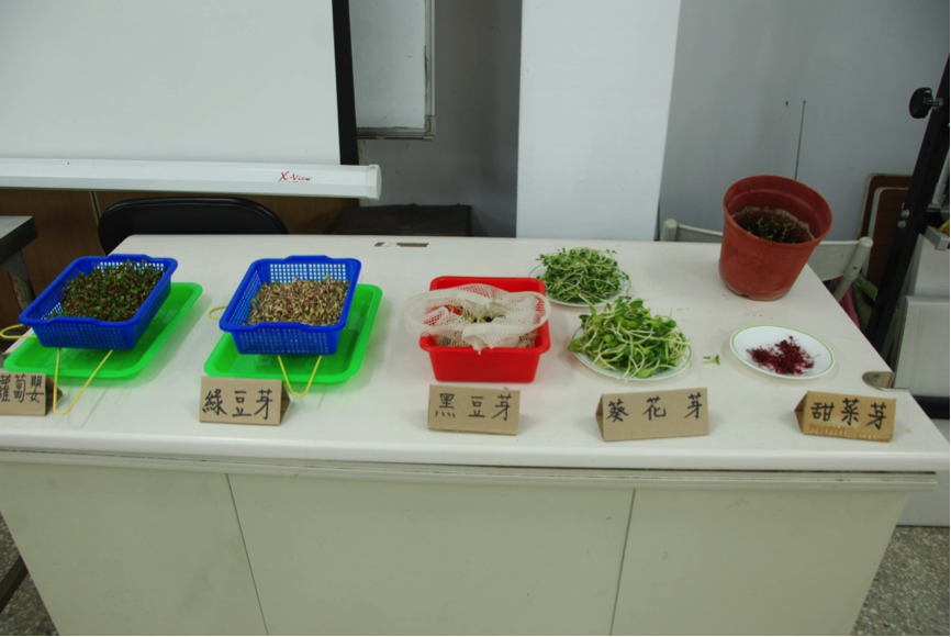 園藝樂活單課程芽菜DIY展示