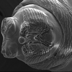 果實蠅幼蟲頭部電子顯微照片