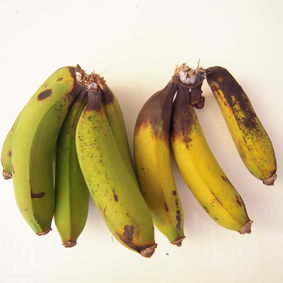 香蕉軸腐病