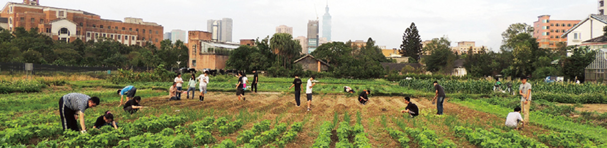 學生在臺大農業試驗場試驗田實習課，有些同學在培土及有些在拔除作物雜草。