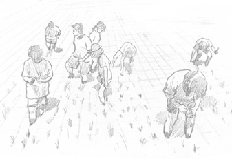 鉛筆素描，小學生參加臺大農業試驗場城市小農夫插秧活動圗畫