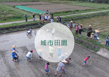 民眾參加臺大農業試驗場試驗舉辦的插秧活動，下田體驗插秧。