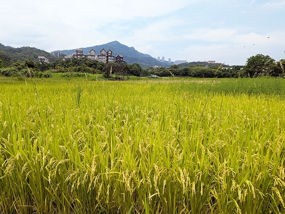 安康分場