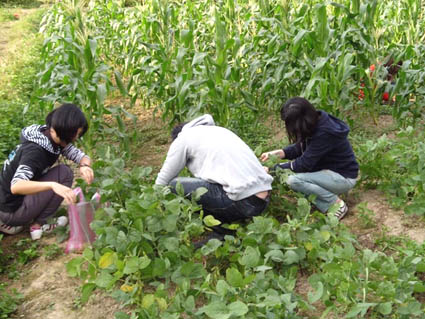 現代農業體驗與田園生活體驗實習學生採收毛豆